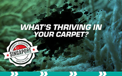 What’s Thriving in Your Carpet?