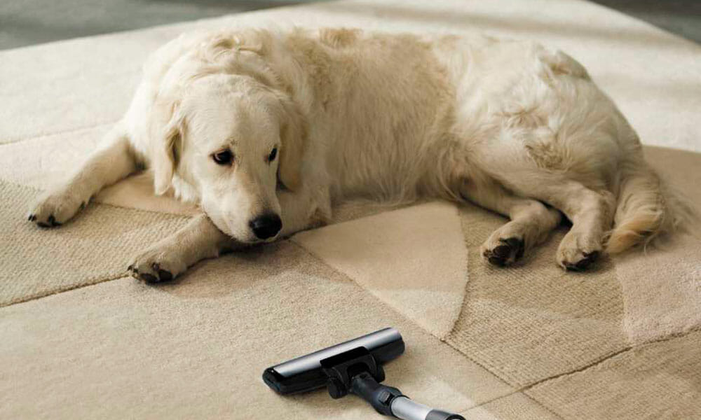 Why You Should Keep a Pet-Friendly Home Why You Should Keep a Pet-Friendly Home